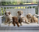 Small Photo #1 Goldendoodle Puppy For Sale in WESTMINSTER, SC, USA