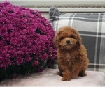 Small Poodle (Toy)