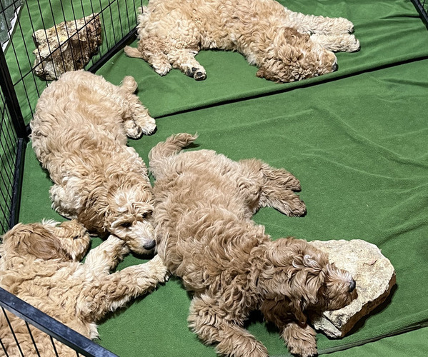 Medium Photo #1 Goldendoodle Puppy For Sale in HARRISONVILLE, MO, USA