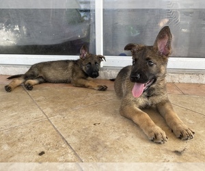 German Shepherd Dog Litter for sale in CAPE CORAL, FL, USA