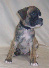 Boxer Litter for sale in IRVING, TX, USA