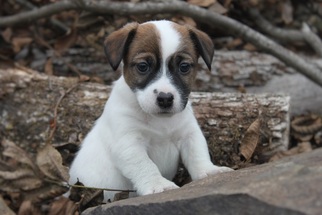 Jack Russell Terrier Litter for sale in AMITY, AR, USA