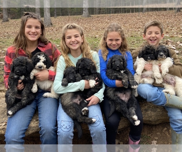 Medium Photo #1 Pyredoodle Puppy For Sale in KIRBYVILLE, MO, USA
