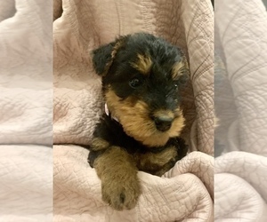 Airedale Terrier Litter for sale in TROY, AL, USA