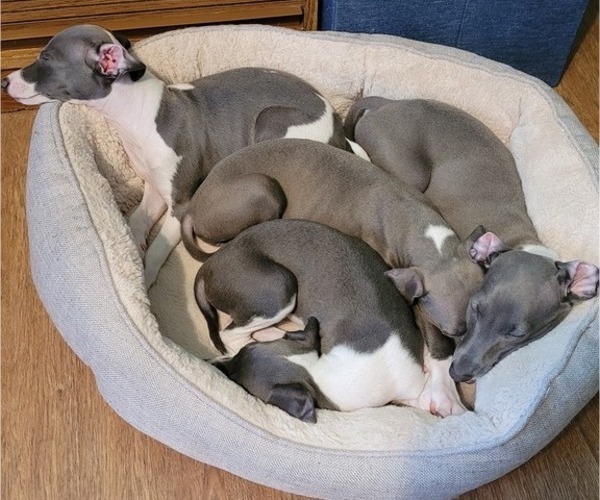 Medium Photo #1 Italian Greyhound Puppy For Sale in NEWTOWN SQUARE, PA, USA