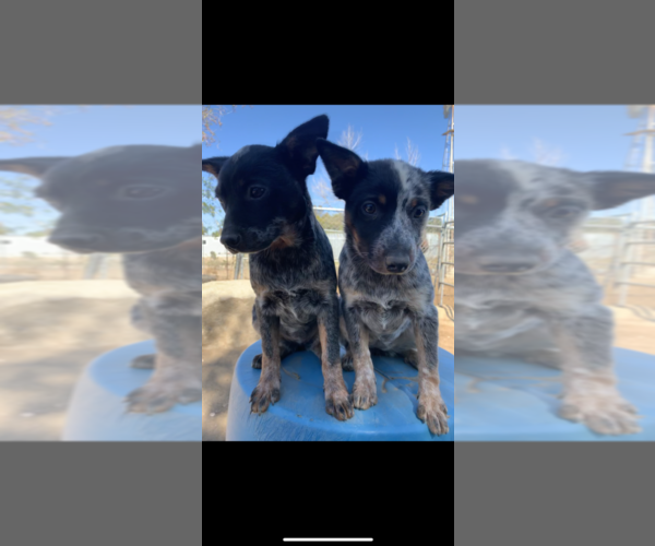 Medium Photo #1 Australian Cattle Dog Puppy For Sale in PERRIS, CA, USA