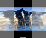 Small Photo #1 Australian Cattle Dog Puppy For Sale in PERRIS, CA, USA