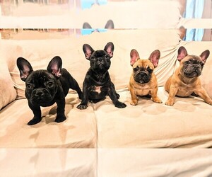 French Bulldog Litter for sale in BAKERSFIELD, CA, USA
