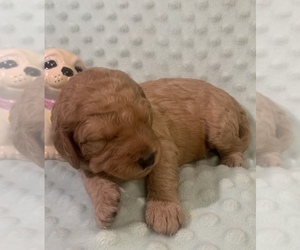 Goldendoodle (Miniature) Litter for sale in ROCHESTER, NY, USA