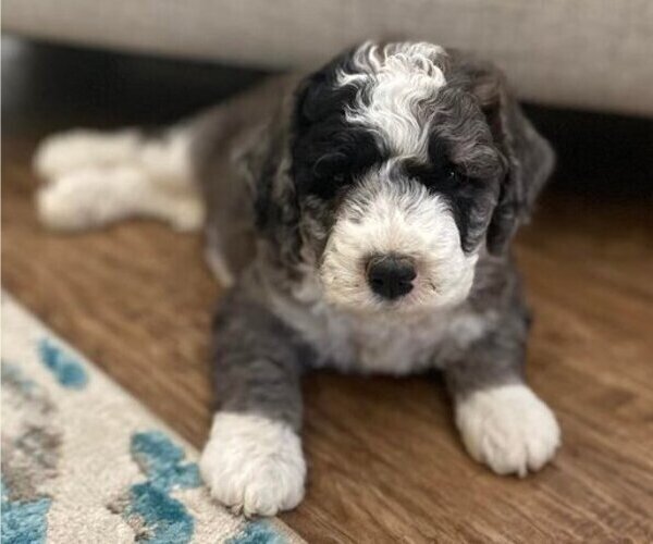 Medium Photo #1 Bernedoodle Puppy For Sale in LIVINGSTON, TX, USA
