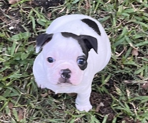Boston Terrier Litter for sale in HUFFMAN, TX, USA