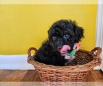 Small Poodle (Toy)-Shih-Poo Mix