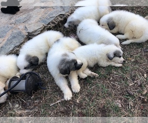 Great Pyrenees Litter for sale in CLOVER, SC, USA