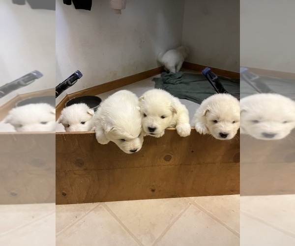 Medium Photo #1 Samoyed Puppy For Sale in LITTLE FALLS, MN, USA