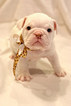 Small Photo #1 Bulldog Puppy For Sale in FAYETTEVILLE, AR, USA