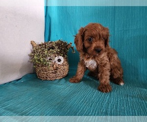 Cavapoo Litter for sale in GREENWOOD, WI, USA