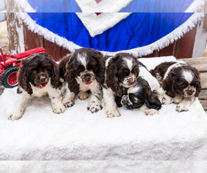 Cocker Spaniel Litter for sale in WAKARUSA, IN, USA