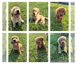 Goldendoodle Litter for sale in UNION POINT, GA, USA
