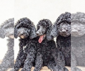 Poodle (Standard) Litter for sale in SNOWFLAKE, AZ, USA