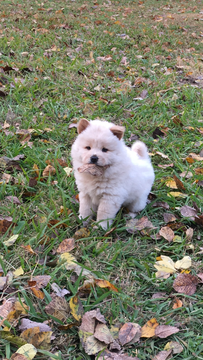 Medium Photo #1 Chow Chow Puppy For Sale in HALLETT, OK, USA