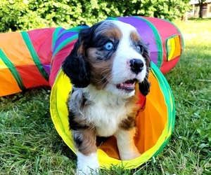 Australian Shepherd-Cavalier King Charles Spaniel Mix Litter for sale in LEBANON, OR, USA