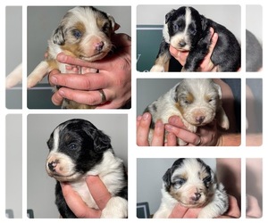 Miniature Australian Shepherd Litter for sale in ROSSVILLE, GA, USA