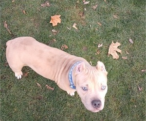 American Bully Litter for sale in SYRACUSE, NY, USA
