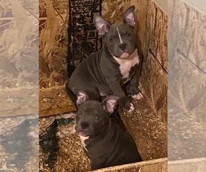 American Bully Litter for sale in STOCKTON, CA, USA