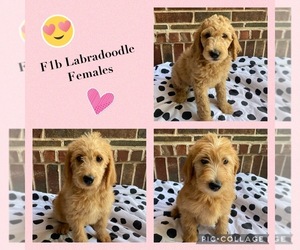 Labradoodle Litter for sale in TOMBALL, TX, USA