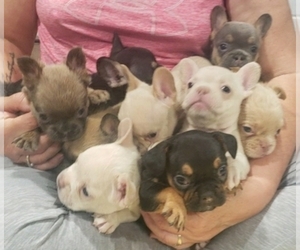 French Bulldog Litter for sale in GRANTS PASS, OR, USA