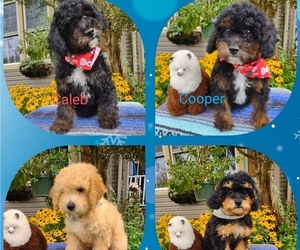 Cavachon-Poodle (Miniature) Mix Litter for sale in FREWSBURG, NY, USA