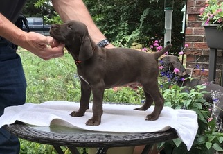 German Shorthaired Pointer Litter for sale in STANFIELD, NC, USA