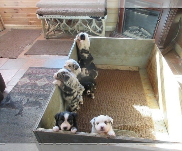 Medium Photo #1 Australian Shepherd Puppy For Sale in AUBURN, IN, USA