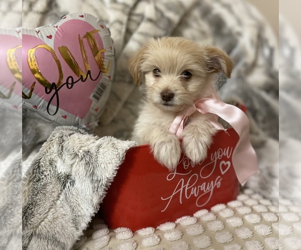 Medium Photo #1 Shorkie Tzu Puppy For Sale in ORCHARDS, WA, USA