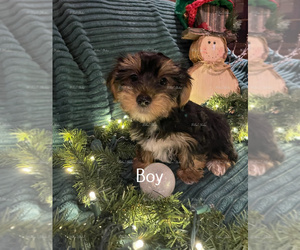 Yorkshire Terrier Litter for sale in CLAREMORE, OK, USA