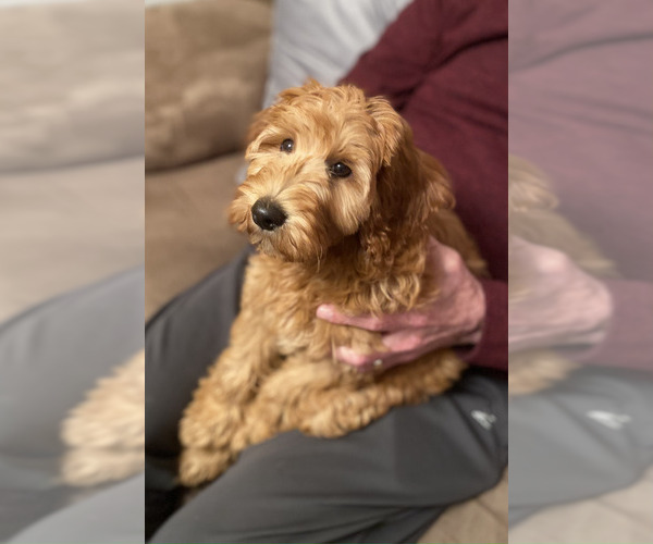 Medium Photo #1 Goldendoodle (Miniature) Puppy For Sale in SOMERVILLE, TX, USA