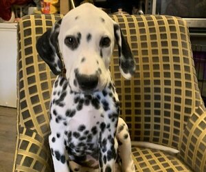 Dalmatian Litter for sale in INDIANAPOLIS, IN, USA