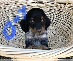 Dachshund Litter for sale in SALEM, MO, USA