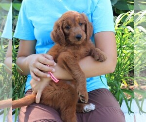 Goldendoodle Litter for sale in GAP, PA, USA