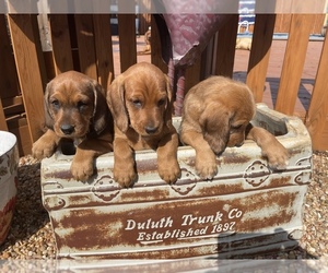 Poodle (Standard)-Redbone Coonhound Mix Litter for sale in KOKOMO, IN, USA