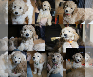 Goldendoodle Litter for sale in DAYVILLE, CT, USA