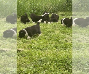 Akita Litter for sale in CHESAPEAKE, OH, USA