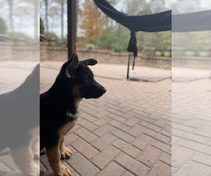 German Shepherd Dog Litter for sale in KENNESAW, GA, USA
