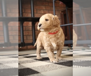 Goldendoodle Litter for sale in FORT SMITH, AR, USA