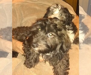 Havachon-Havanese Mix Litter for sale in LARKSVILLE, PA, USA