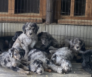 Aussiedoodle Litter for sale in JEROMESVILLE, OH, USA