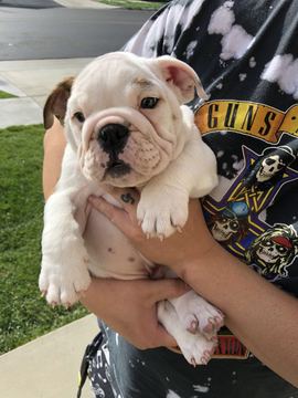 Medium Photo #1 English Bulldogge Puppy For Sale in RANCHO CUCAMONGA, CA, USA