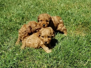 Goldendoodle-Poodle (Miniature) Mix Litter for sale in PARADISE, PA, USA