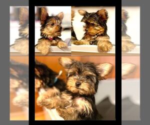 Yorkshire Terrier Litter for sale in SHAKOPEE, MN, USA