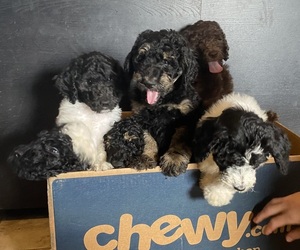 Poodle (Standard) Litter for sale in LAKE VILLAGE, IN, USA